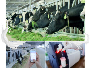 Tác động môi trường từ ngành sữa bò