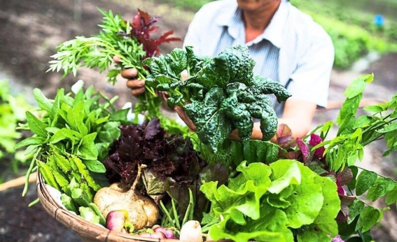 Phân Biệt Rau Sạch và Rau Hữu Cơ: Đâu Là Lựa Chọn Tốt Nhất?