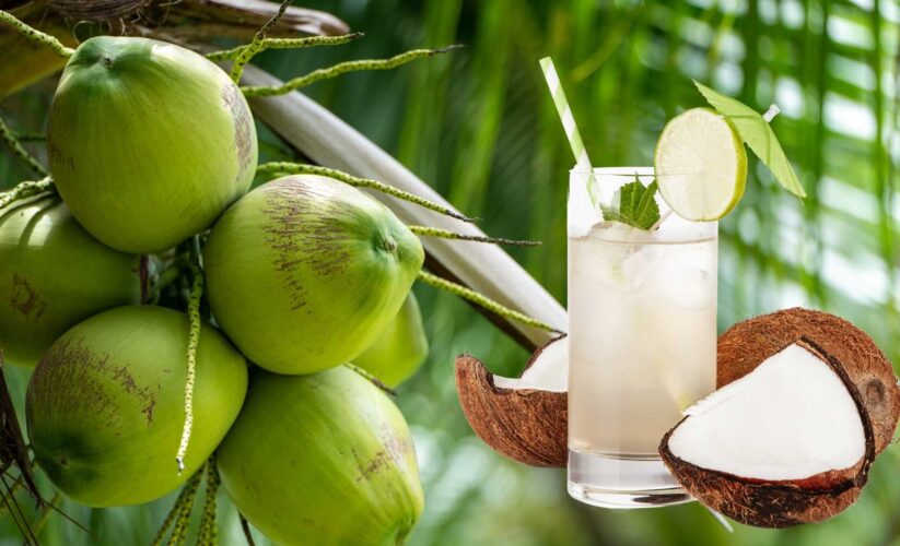Nước dừa là một thức uống bù điện giải tự nhiên tuyệt vời.