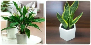 cây trồng trong nhà