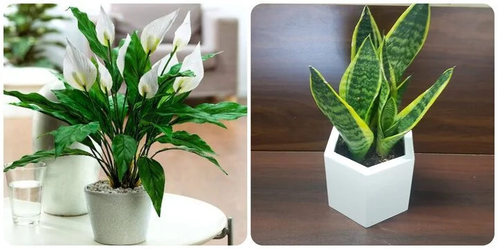 Top 7 Loại Cây Trồng Trong Nhà Tốt Cho Sức Khỏe, Dễ Chăm Sóc