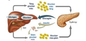 vai tro insulin