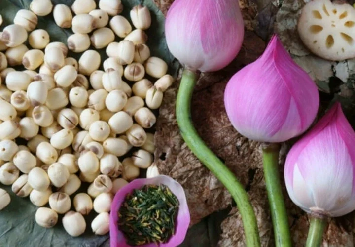 Các Bộ Phận Của Sen: Phân Tích Dược Tính Và Công Dụng