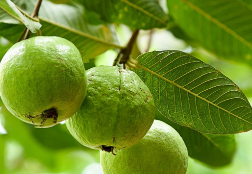 4 Nhóm Người Nên Hạn Chế Ăn Ổi Tránh Ảnh Hưởng Sức Khỏe